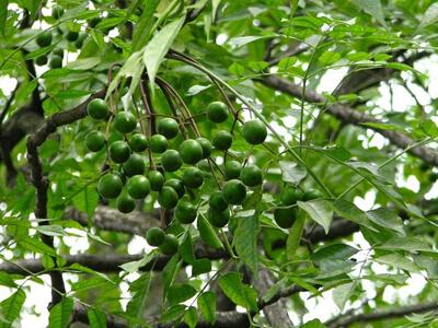 川楝子有机肥疏松土壤专用有机肥 川楝子有机肥疏松土壤专用有机肥