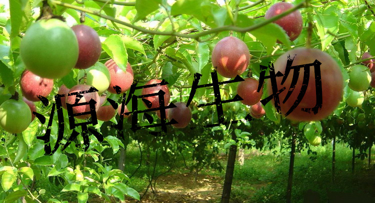 ��ֲ�����ʩ��Դ�����������л��ʺô���