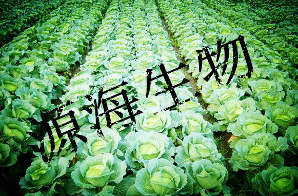 ����ʩ���л��ʵ���ֲ����